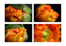 Open Your Heart | Orangefarbene Islandmohnblüte von lizcollet