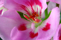 Duftperlargonie - Pretty Pink Summer Lady von lizcollet