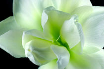  Weisse Amaryllisblüte - Garbo von lizcollet