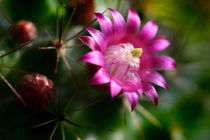 Kaktusblüte im Morgentau von lizcollet