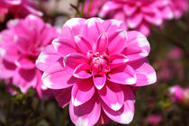 Pink Dahlia | Pinkfarbene Dahlienblüte von lizcollet