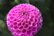 Pink Dahlia | Pinkfarbene Dahlienblüte II von lizcollet