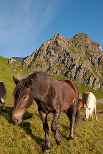 Pferde auf der Alm by Johannes Netzer