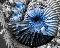 blue shell von Angela Parszyk