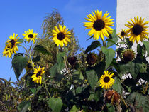 Sonnenblumen von Christoph E. Hampel