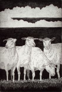 Schafe von Dieter Tautz