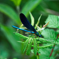 Blaue Libelle von Rolf Meier