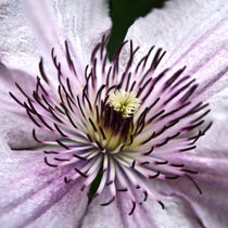 Clematis by Rolf Meier