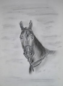 Pferd von Nils Schillgalies