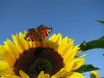 SUNFLOWER AND BUTTERFLY