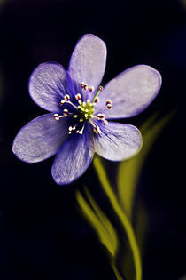 blaue blüte von Ingrid Clement-Grimmer