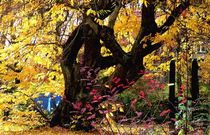 Herbst 3 von Uschy Baumgarten