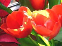 zwei tulpen von Uschy Baumgarten