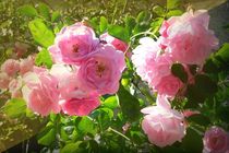 rosen im park 1 von Uschy Baumgarten