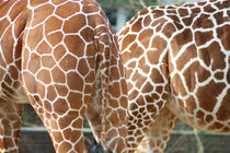 Giraffen von claudia Otte