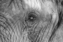 Elefant von claudia Otte