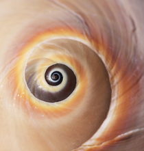 Muschel Closeup von farbart