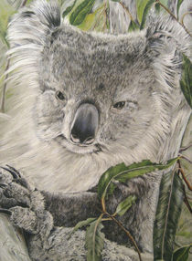 Koala by farbart
