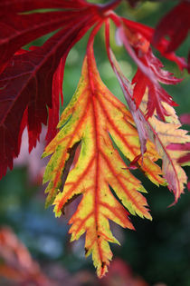 Herbstblatt von farbart