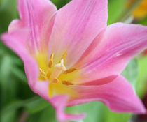 Tulpe Rose' von farbart