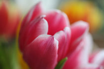 Tulpe magenta by farbart