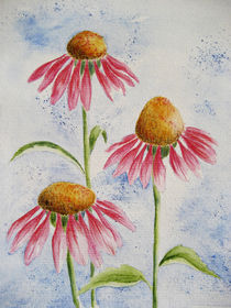 Echinacea by farbart