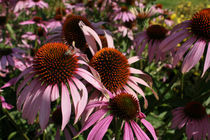 Echinacea by farbart