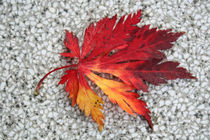 Herbstblatt von farbart