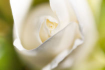 Weiße Rosenblüte von Christoph Hermann