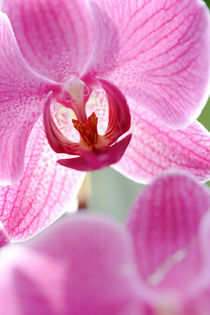 Makroaufnahme Orchideenblüte by Christoph Hermann