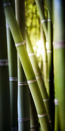 Lichtblick im Bambuswald von Christoph Hermann