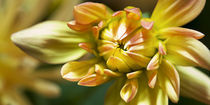 Gelbe Kaktusdahlienblüte von Christoph Hermann
