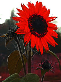 Sonnenblume von edler
