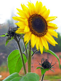 Sonnenblume von edler