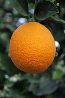 orange von edler