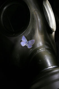 Butterfly by Dominik Probst