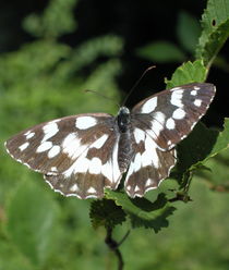 Schmetterling von giorgia