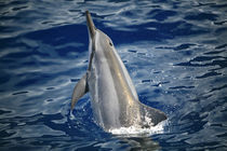 Spinner Delfin von geoland