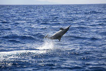 Spinner Delfin von geoland