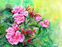 Rosa Oleander by Caroline Lembke
