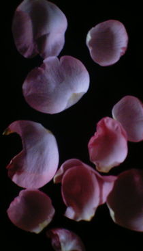 Rosenblüten auf schwarzem Grund