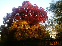 Ganz Roter und Orangener Herbstbaum  by mondschwester
