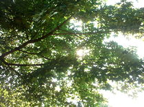 Laubzweige des Ahornbaumes im Sommerhimmel