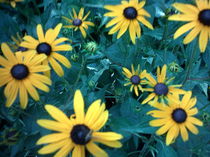 Gelbe Blumen mit dunkelgrünen Blättern by mondschwester