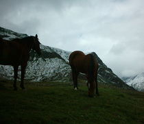 Zwei Pferde in den Bergen