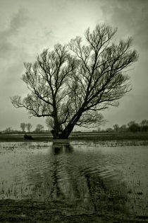 Der Baum by Holger Brust