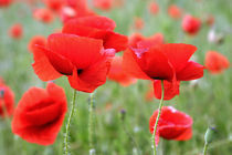 roter Mohn by Ingrid Clement-Grimmer