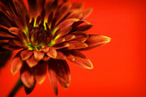 red flower by Christine Seiler