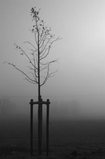 Im Nebel von Christine Seiler