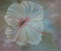 Hibiscusblüte by Helga Mosbacher